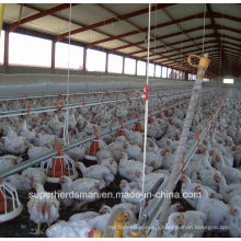 Automaitc Poultry Breeding Equipment for Broiler Production